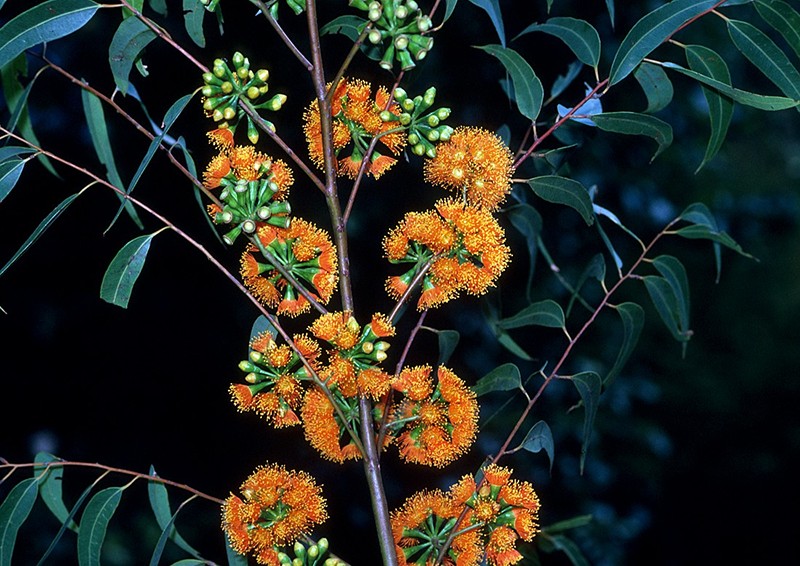 Eucalyptus phoenicea