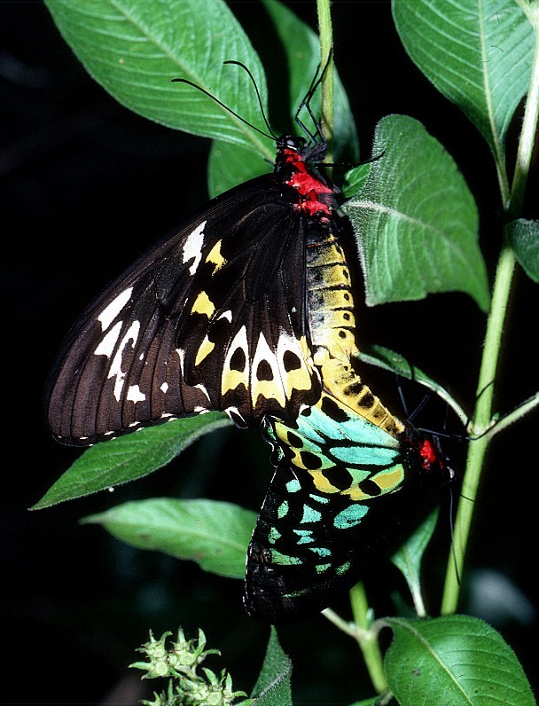 Cairns Birdwing