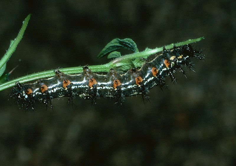 Australian Lurcher - larva