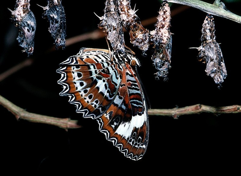 Orange Lacewing