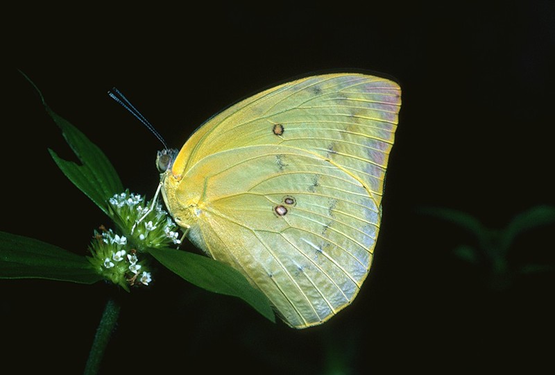 Lemon Migrant - female