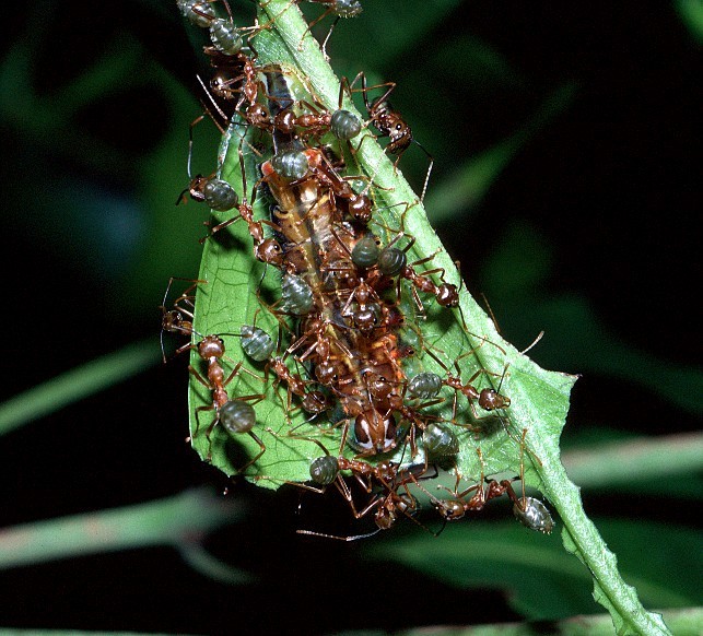 Common Oak Blue - larva with Tree Ants