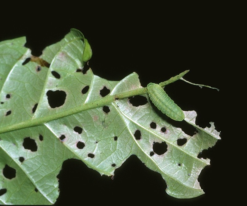 Six-line Blue - larva