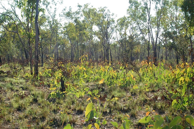 Regenerating eucalypt trees after fire - Kimberley - Western Australia