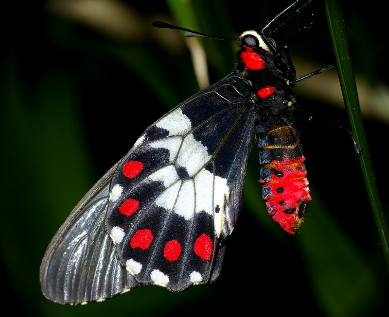 Big Greasy butterfly