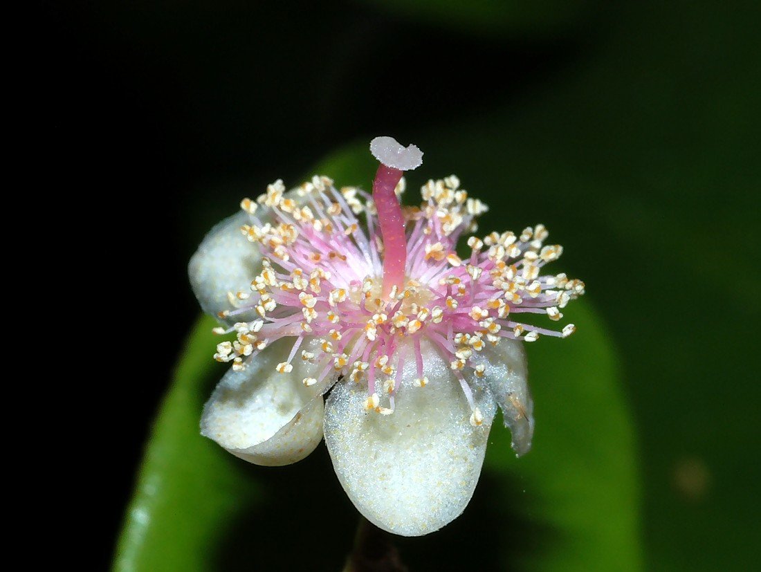 Archirhodomyrtus beckleri