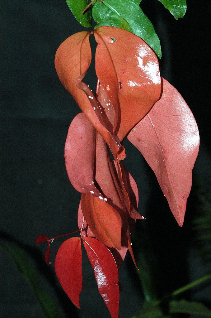 Cynometra sp. Mossman River