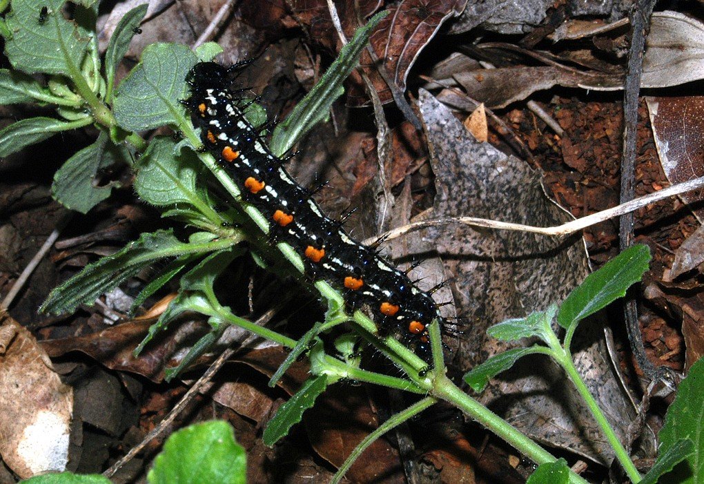 Dipteracanthus australasicus with Leafwing larva