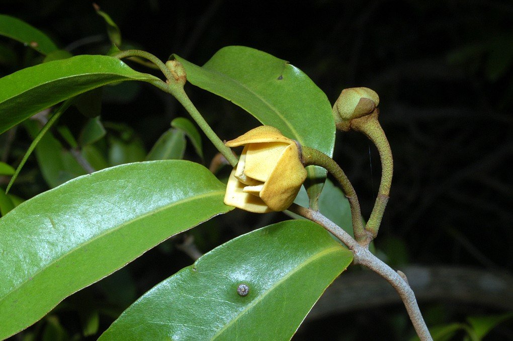 Melodorum leichhardtii