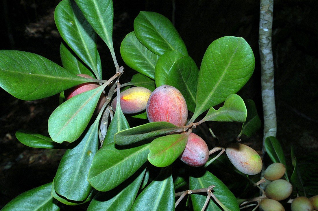 Pouteria euphlebia