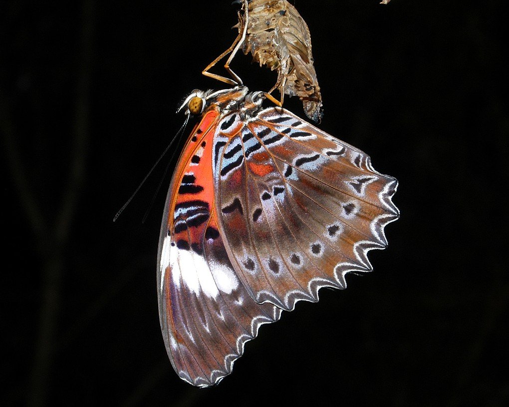 Red Lacewing