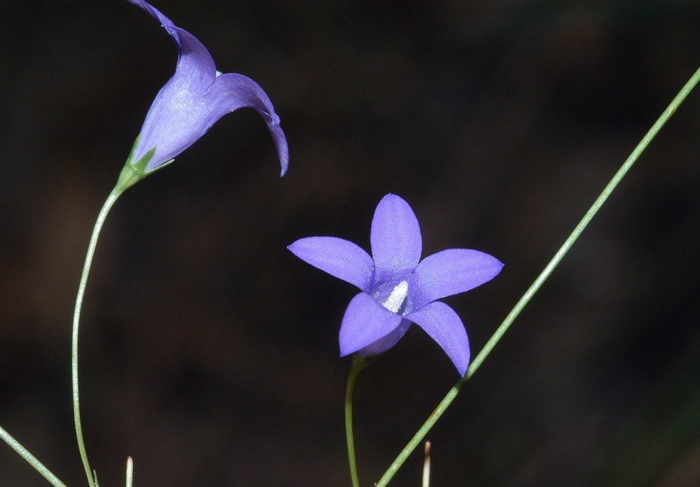Wahlenbergia caryophylloides