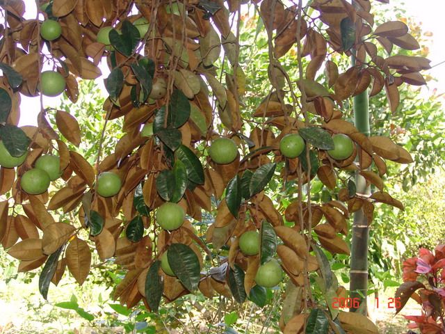 Nam Cát Tiên: Cây vú sữa - DSC00102