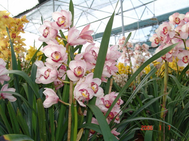 DSC00103_Vuon Hoa DL_RS.jpg
