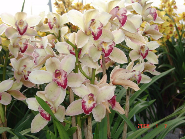 Triển lãm địa lan tại Ðà Lạt - DSC00110