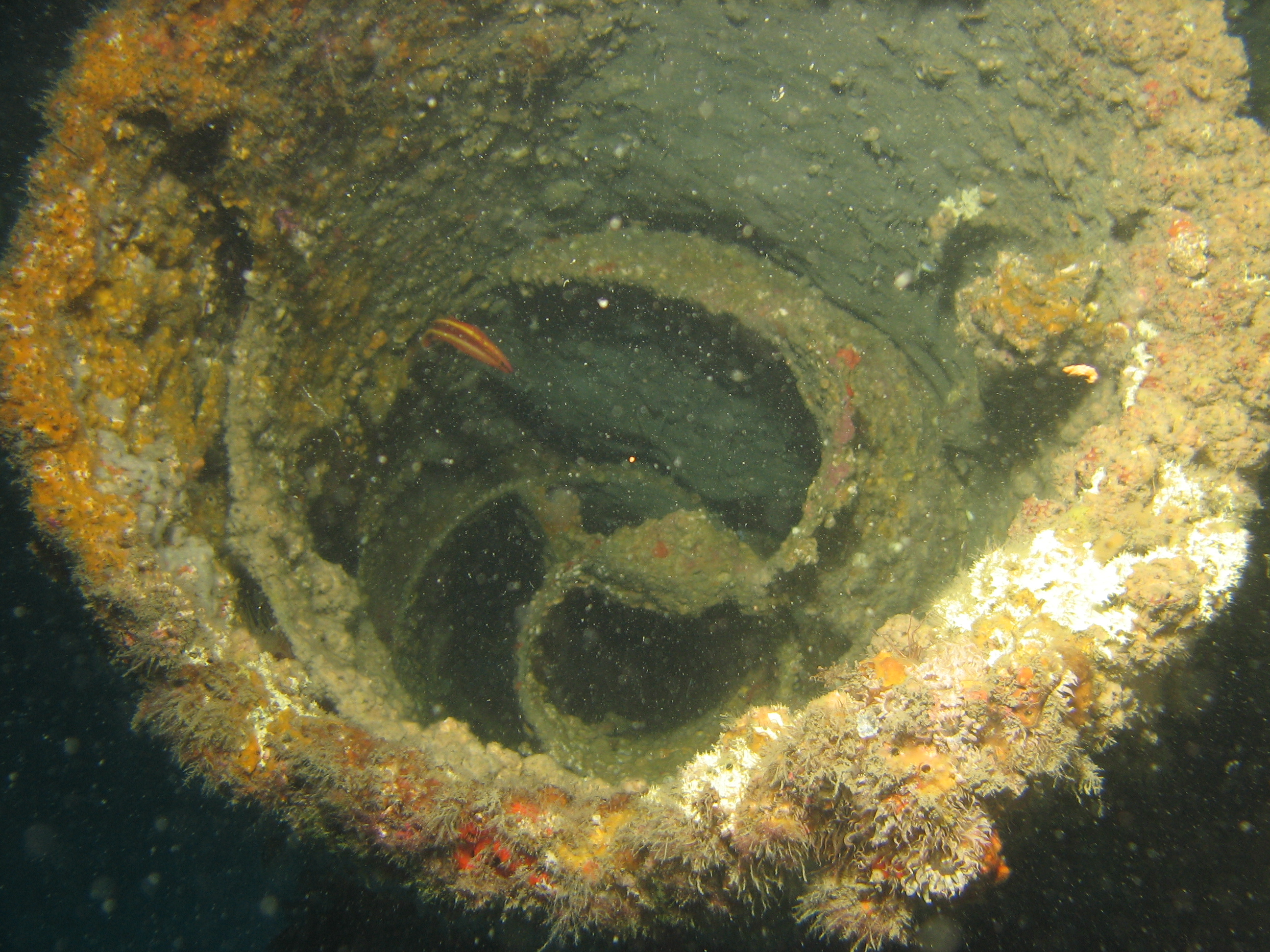 Torpedo Tube