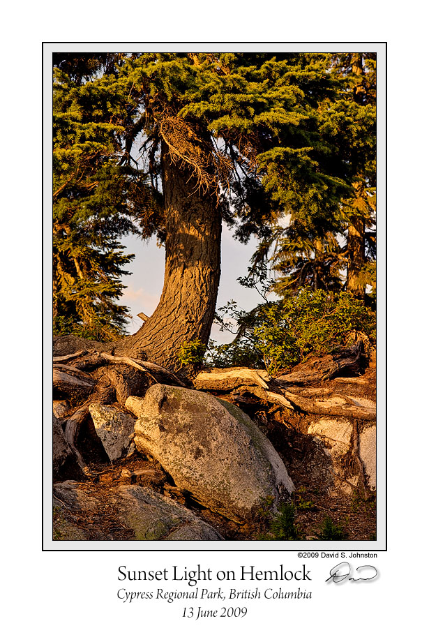 Sunset Light on Hemlock.jpg