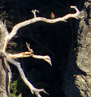 Bird.jpg