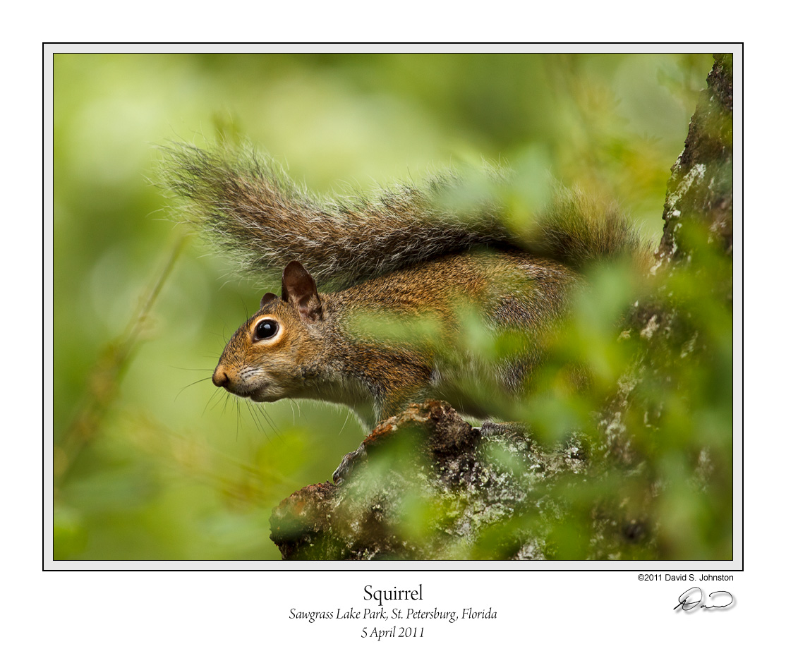 Squirrel Sawgrass.jpg