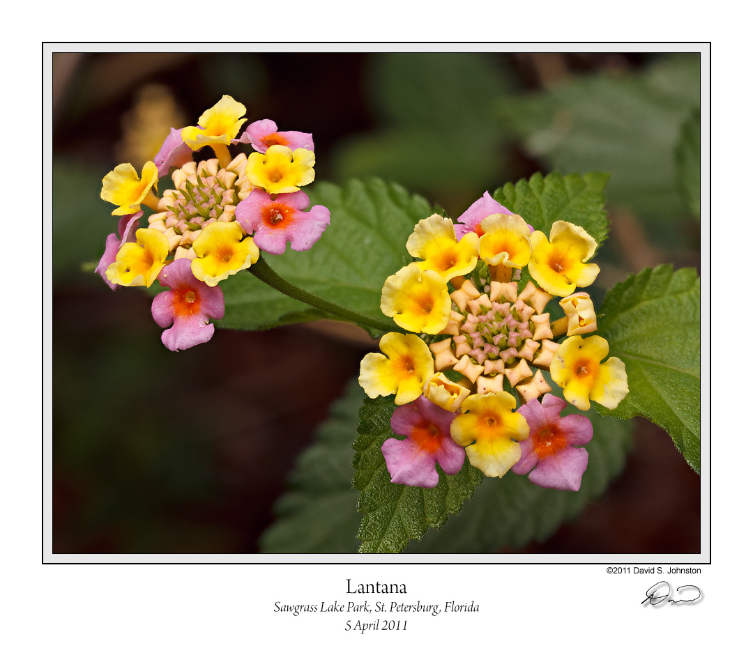 Lantana Pink Sawgrass 1.jpg