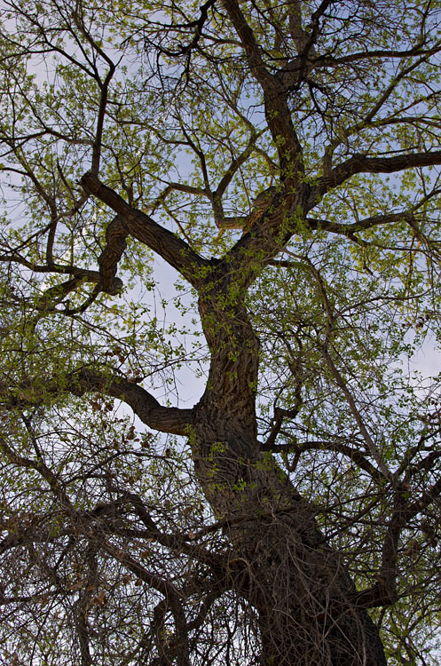 spring time in the tree tops
