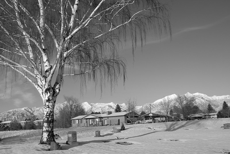 winter tree