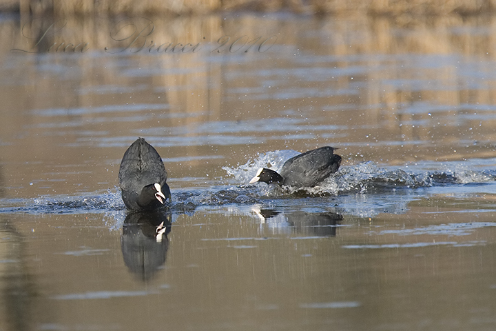  Eurasian Coot (Fulica atra)