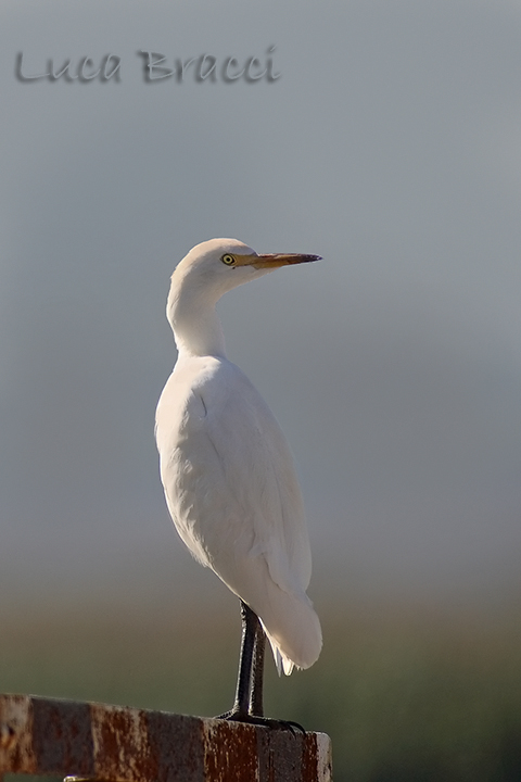 Cattle Eron (bubulcus ibis)