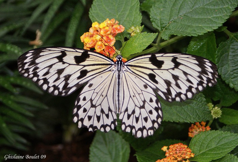 Leucone