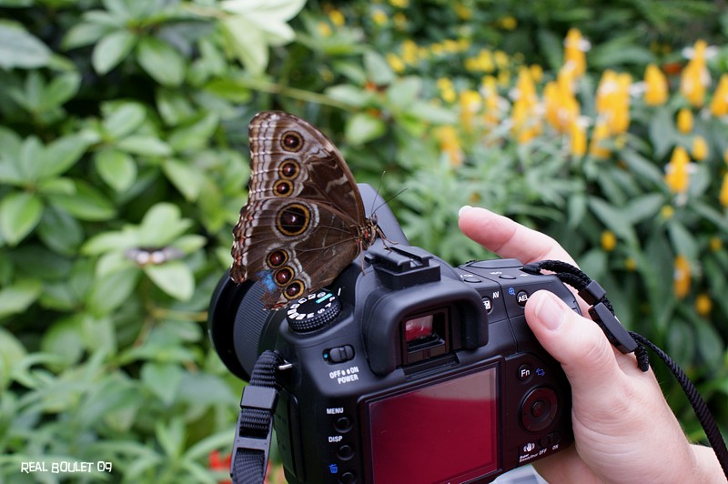 Morpho bleu