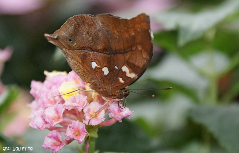 Papillon feuille