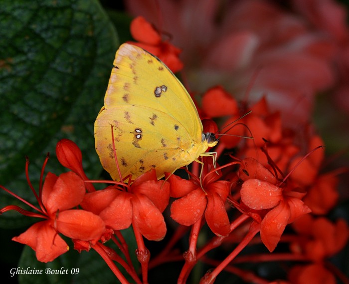 Phoebis sennae
