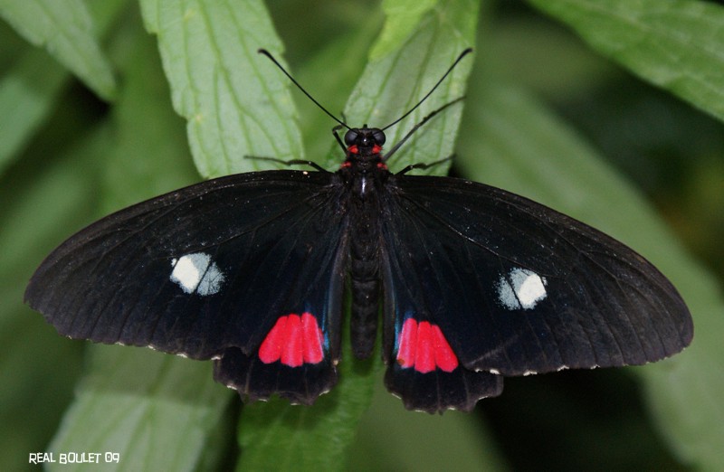 Voilier iphidamas