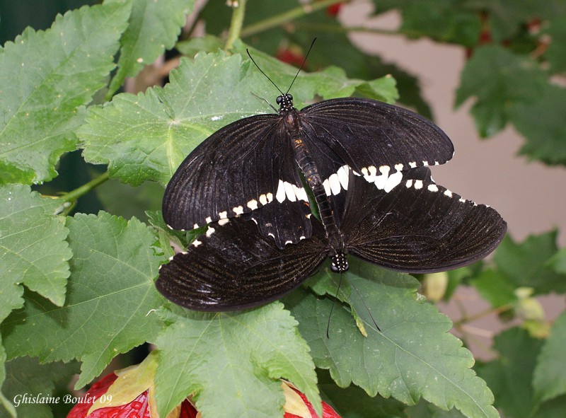 Voilier mormon