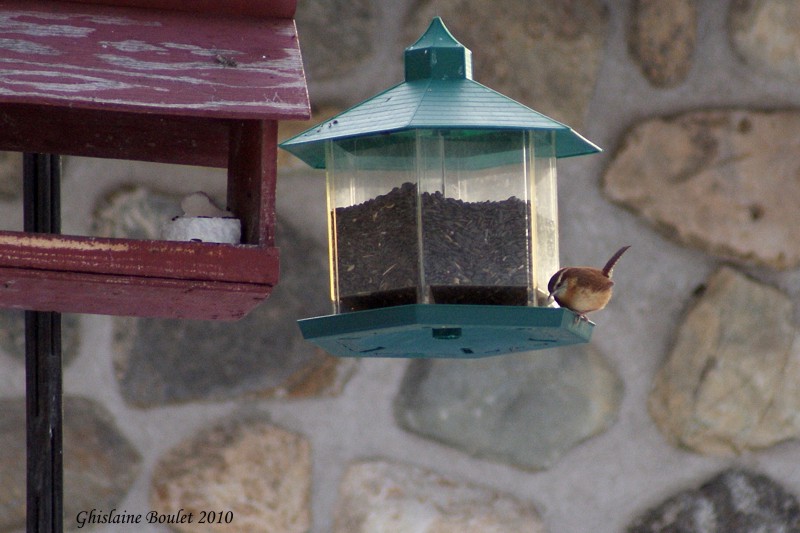 Troglodyte de caroline (Carolina Wren)