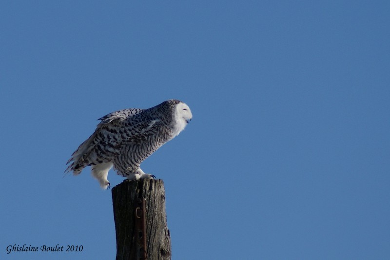 Harfang des neiges (Snowy Owl)