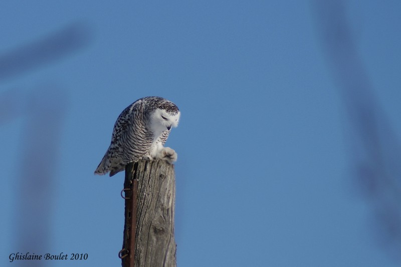 Harfang des neiges (Snowy Owl)