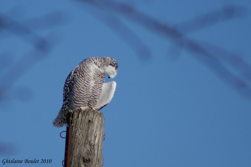 Harfang des neiges (Snowy Owl)