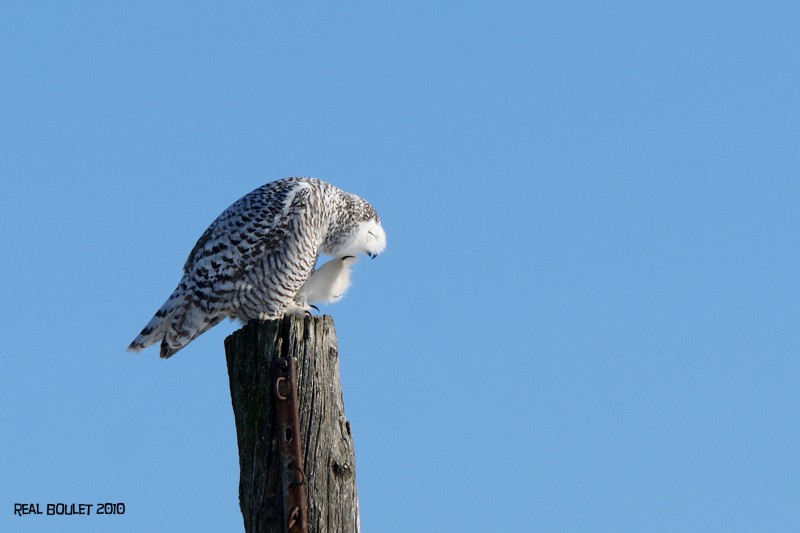 Harfang des neiges (Snowy Owl)