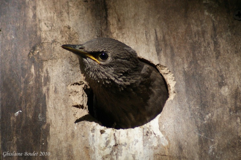 tourneau sansonnet (European Starling)