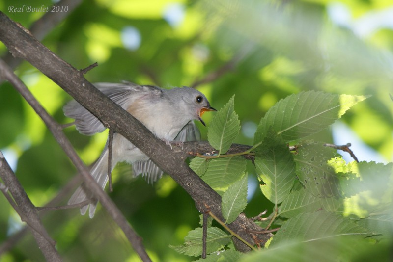 Msange bicolore (Tufted Titmouse)
