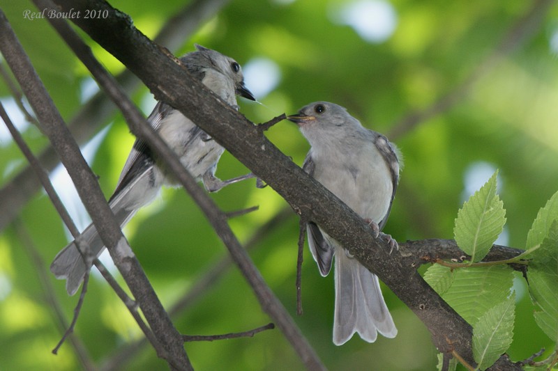 Msange bicolore (Tufted Titmouse)