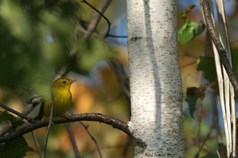 Paruline  calotte noire (Wilsons Warbler)