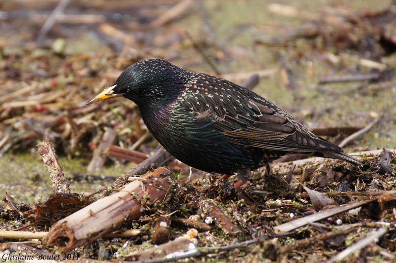 tourneau sansonnet (European Starling)