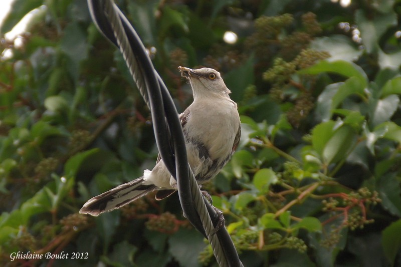 Moqueur polyglotte (Northern Mockingbird)