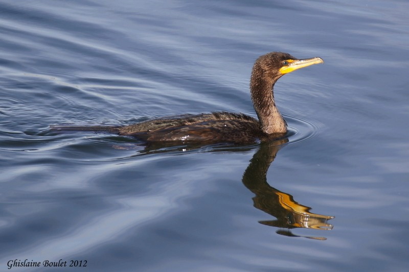 Cormoran  aigrettes (Double-crested Cormorant)