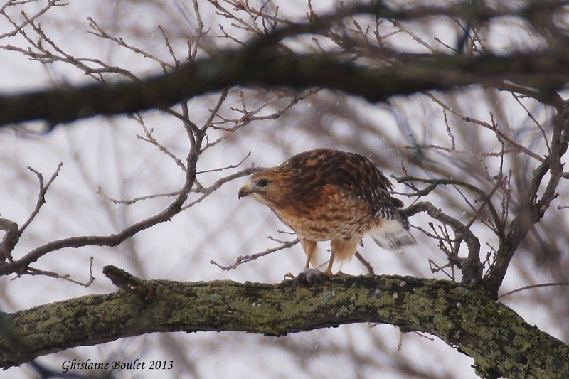 Buse  paulettes (Red-shouldered Hawk)