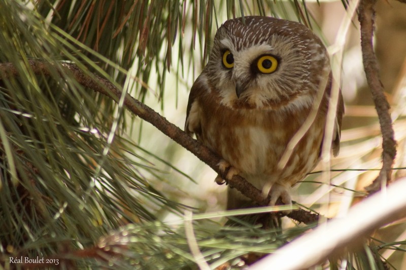 Petite Nyctale (Northern Saw-whet Owl)