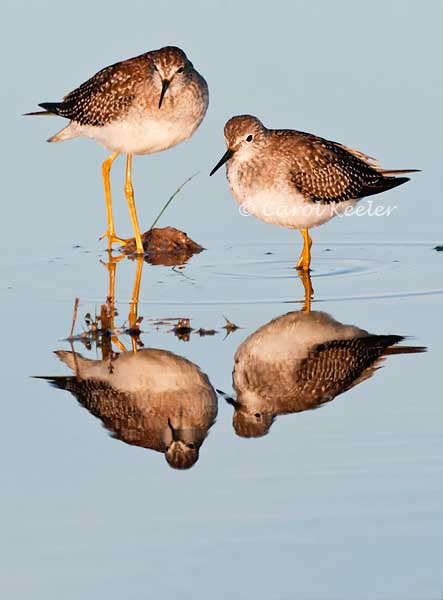 Lesser Yellowlegs Pair