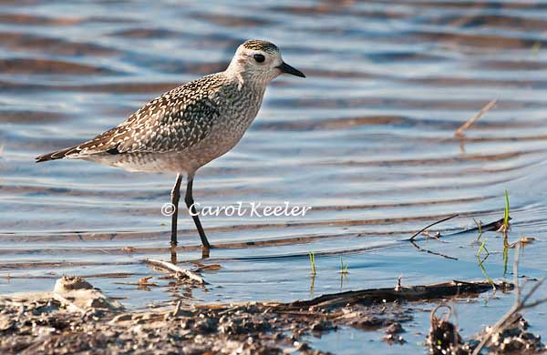 American Golden-Plover in Fall Plumage 2.